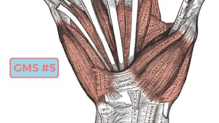 Thumb – Grip Muscle Spotlight