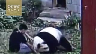 Zoo-Jitsu: Panda Outgrapples Man That Sneaked into Zoo