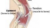 Strengthen Ligaments/Tendons for BJJ