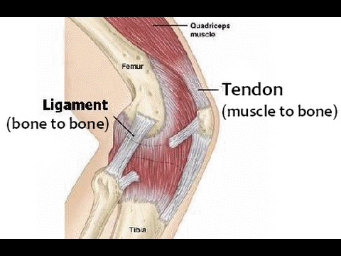 Strengthen Ligaments/Tendons for BJJ