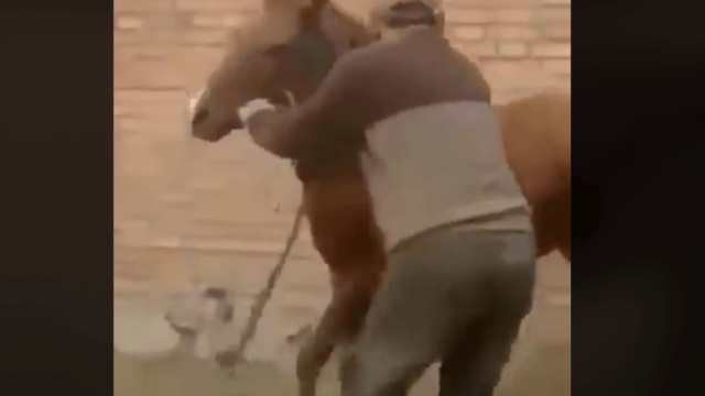 Man Pulls Off Judo Sweep Ouchi Gari On A Horse